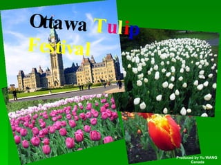 Ottawa  T u l i p   Festival Produced by Yu WANG Canada 