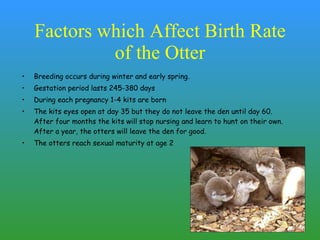 Lizzi Holmes- Otter | PPT