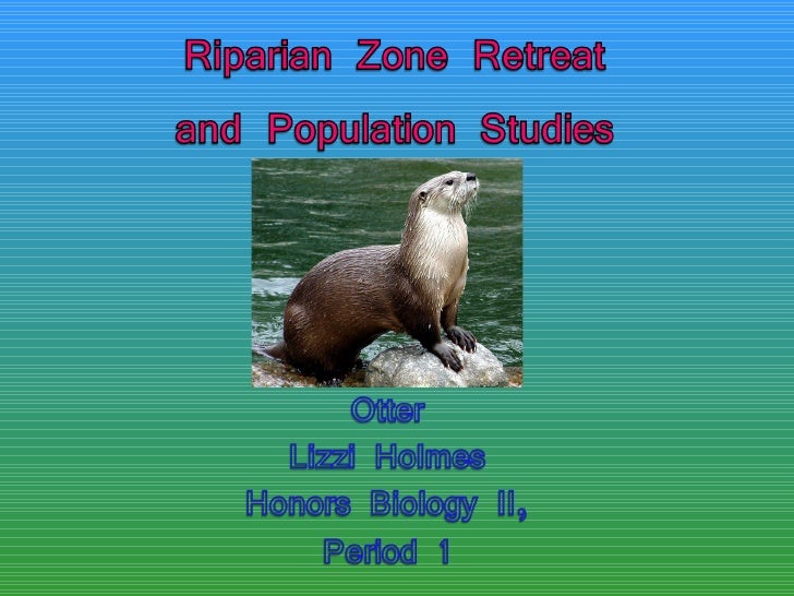 Lizzi Holmes Otter Lizzi Holmes Otter