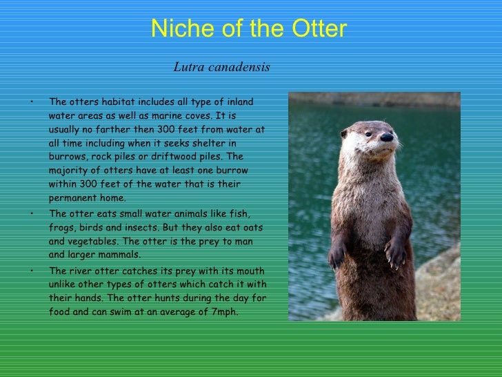Lizzi Holmes Otter Lizzi Holmes Otter
