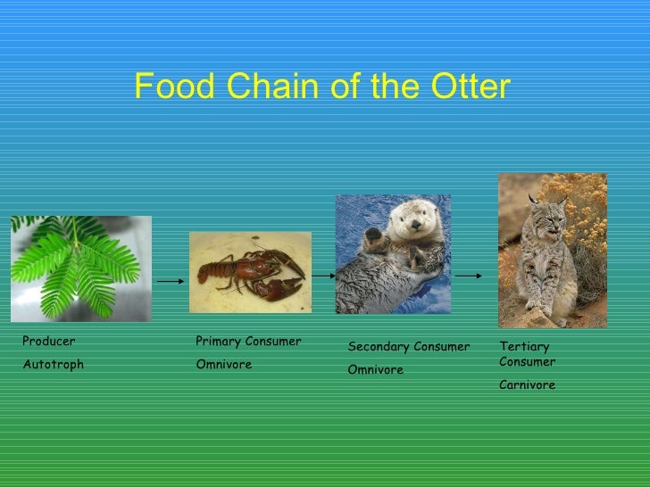Is A Sea Otter A Carnivore Herbivore Or Omnivore