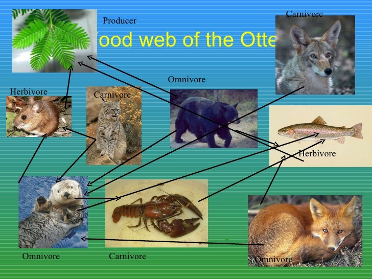 Lizzi Holmes Otter Lizzi Holmes Otter