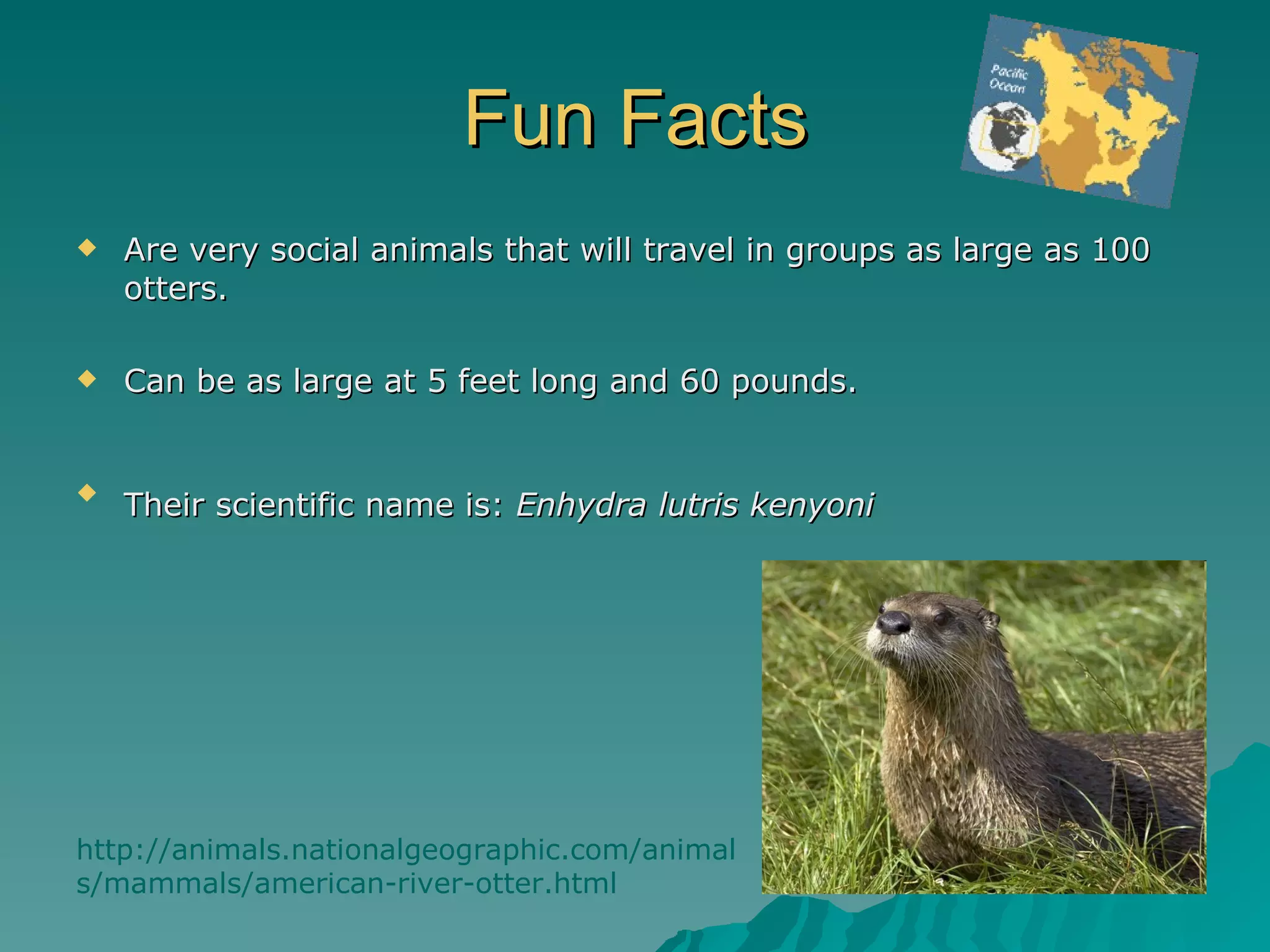 otters-ppt