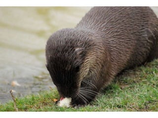 Otters