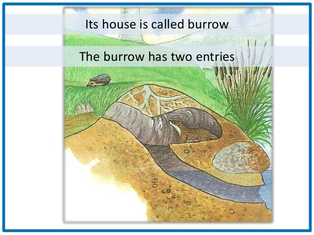 Main features of otters