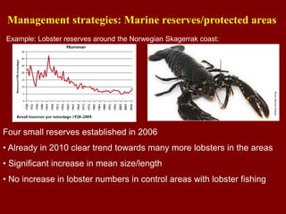 Four small reserves established in 2006
• Already in 2010 clear trend towards many more lobsters in the areas
• Significant increase in mean size/length
• No increase in lobster numbers in control areas with lobster fishing
Management strategies: Marine reserves/protected areas
Example: Lobster reserves around the Norwegian Skagerrak coast:
 
