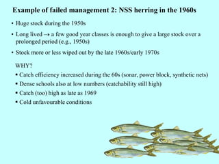 • Huge stock during the 1950s
• Long lived → a few good year classes is enough to give a large stock over a
prolonged period (e.g., 1950s)
• Stock more or less wiped out by the late 1960s/early 1970s
Example of failed management 2: NSS herring in the 1960s
WHY?
 Catch efficiency increased during the 60s (sonar, power block, synthetic nets)
 Dense schools also at low numbers (catchability still high)
 Catch (too) high as late as 1969
 Cold unfavourable conditions
 