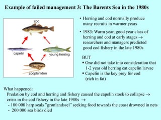 • Herring and cod normally produce
many recruits in warmer years
• 1983: Warm year, good year class of
herring and cod at early stages →
researchers and managers predicted
good cod fishery in the late 1980s
Example of failed management 3: The Barents Sea in the 1980s
What happened:
Predation by cod and herring and fishery caused the capelin stock to collapse →
crisis in the cod fishery in the late 1980s →
- 100 000 harp seals ”grønlandssel” seeking food towards the coast drowned in nets
- 200 000 sea birds died
BUT
 One did not take into consideration that
1-2 year old herring eat capelin larvae
 Capelin is the key prey for cod
(rich in fat)
 