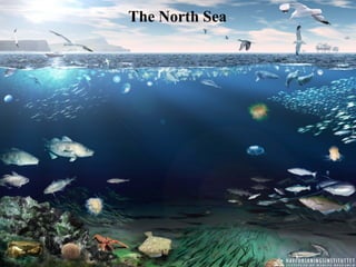 The North Sea
 
