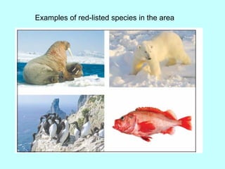 Examples of red-listed species in the area
 