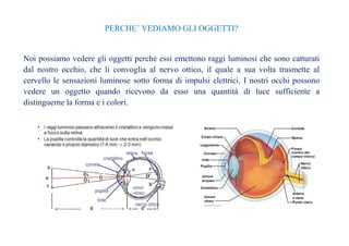 PERCHE’ VEDIAMO GLI OGGETTI? 
Noi possiamo vedere gli oggetti perché essi emettono raggi luminosi che sono catturati 
dal nostro occhio, che li convoglia al nervo ottico, il quale a sua volta trasmette al 
cervello le sensazioni luminose sotto forma di impulsi elettrici. I nostri occhi possono 
vedere un oggetto quando ricevono da esso una quantità di luce sufficiente a 
distinguerne la forma e i colori. 
 