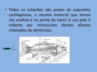 Todos os tubarões são peixes de esqueleto cartilaginoso, o mesmo material que temos nas orelhas e na ponta do nariz! A sua pele é coberta por minúsculos dentes afiados chamados de dentículos.