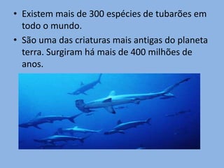 Existem mais de 300 espécies de tubarões em todo o mundo.São uma das criaturas mais antigas do planeta terra. Surgiram há mais de 400 milhões de anos. 