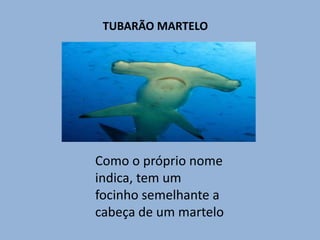 TUBARÃO MARTELOComo o próprio nome indica, tem um focinho semelhante a cabeça de um martelo