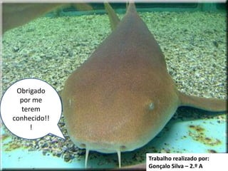 Obrigado por me terem conhecido!!!Trabalho realizado por:Gonçalo Silva – 2.º A