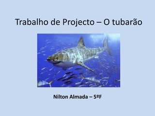 Trabalho de Projecto – O tubarão Nilton Almada – 5ºF 