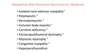 Myopathies With Prominent Neck Extensor Weakness
• Isolated neck extensor myopathy"
• Polymyositis "
• Dermatomyositis "
• Inclusion body myositis "
• Carnitine deficiency "
• Facioscapulohumeral dystrophy "
• Myotonic dystrophy "
• Congenital myopathy "
• Hyperparathyroidism
 