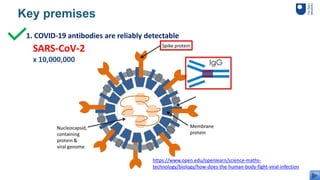 10
Key premises
1. COVID-19 antibodies are reliably detectable
SARS-CoV-2
x 10,000,000
https://www.open.edu/openlearn/science-maths-
technology/biology/how-does-the-human-body-fight-viral-infection
 