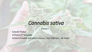 Cannabis sativa
(Ganja )
Subodh Thakur
B.Pharm,5th semester
School of health and allied sciences, PoU, Pokhara – 30, Kaski
 