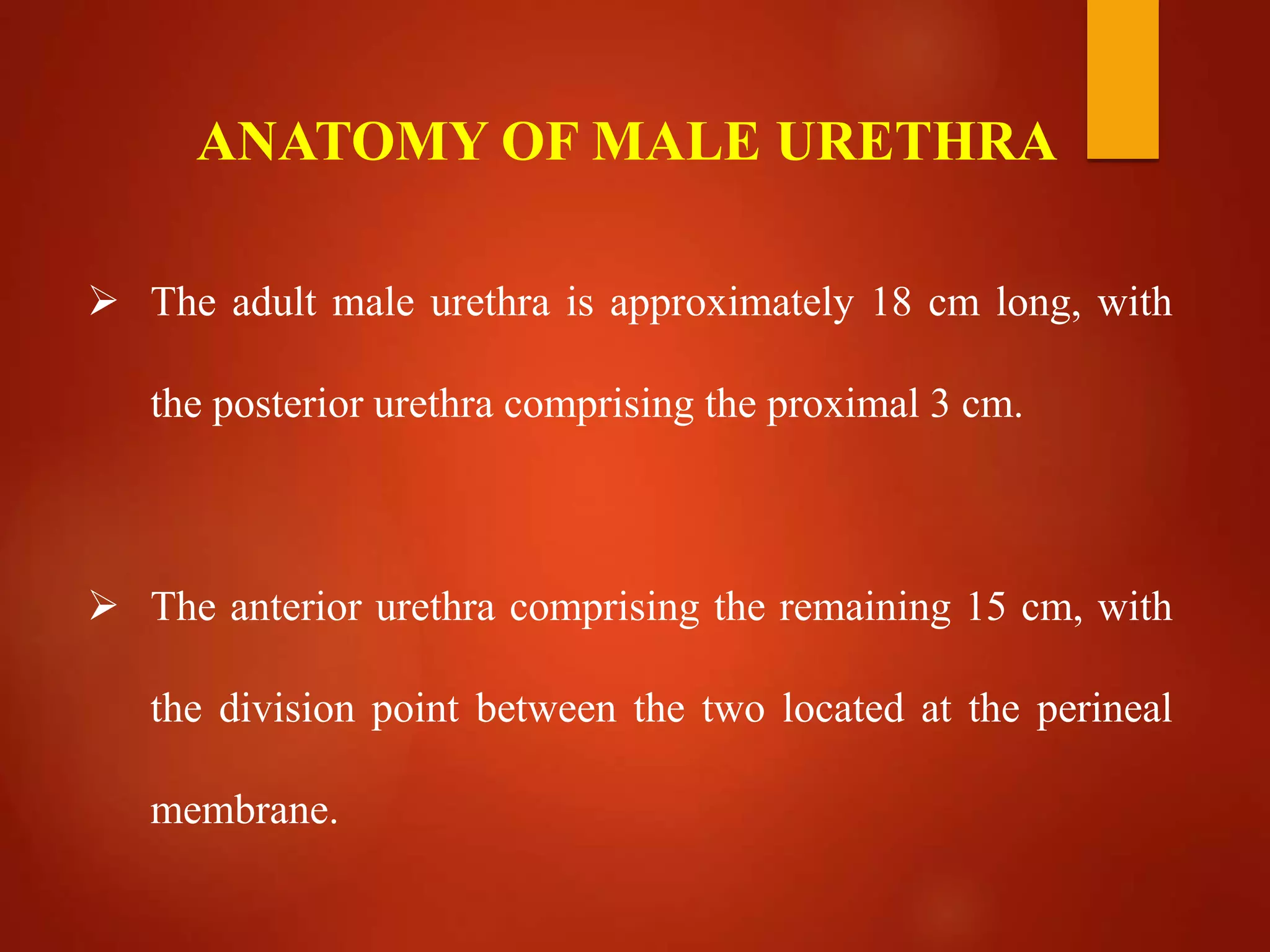  The adult male urethra is approximately 18 cm long, with
the posterior urethra comprising the proximal 3 cm.
 The anterior urethra comprising the remaining 15 cm, with
the division point between the two located at the perineal
membrane.
ANATOMY OF MALE URETHRA
 