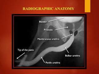 RADIOGRAPHIC ANATOMY
 