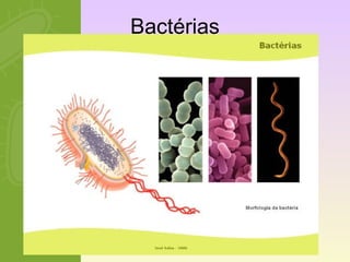 Bactérias 
 