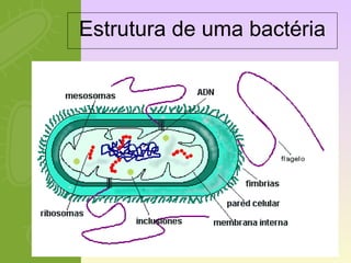 Estrutura de uma bactéria 
 