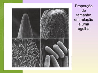 Proporção 
de 
tamanho 
em relação 
a uma 
agulha 
 