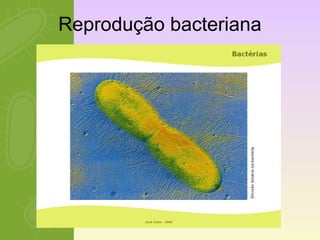 Reprodução bacteriana 
 