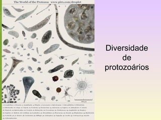 Diversidade 
de 
protozoários 
 
