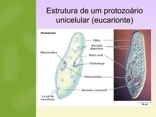 Estrutura de um protozoário 
unicelular (eucarionte) 
 