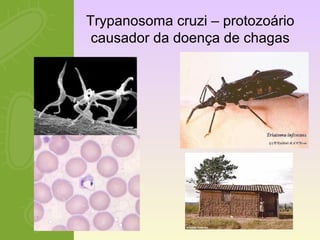 Trypanosoma cruzi – protozoário 
causador da doença de chagas 
 