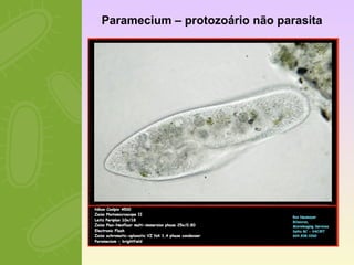 Paramecium – protozoário não parasita 
 