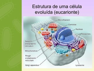 Estrutura de uma célula 
evoluída (eucarionte) 
 