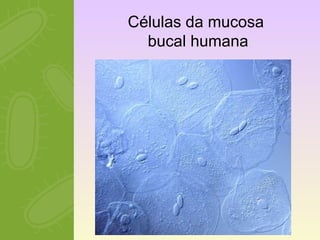 Células da mucosa 
bucal humana 
 