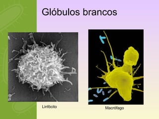 Glóbulos brancos 
Linfócito Macrófago 
 