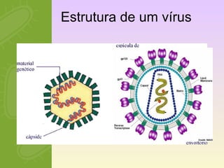 Estrutura de um vírus 
 