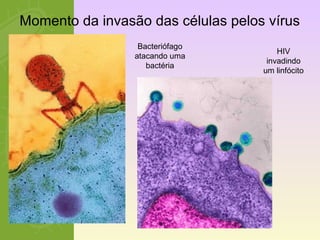 Momento da invasão das células pelos vírus 
HIV 
invadindo 
um linfócito 
Bacteriófago 
atacando uma 
bactéria 
 