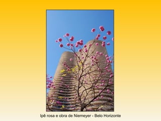 Ipê rosa e obra de Niemeyer - Belo Horizonte
 