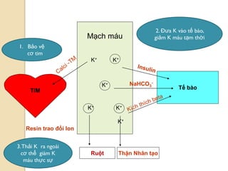 100
TIM Tế bào
Mạch máu
K+ K+
K+
K+ K+
K+
NaHCO3
-
Ruột
Resin trao đổi Ion
Thận Nhân tạo
1. Bảo vệ
cơ tim
3.Thải K ra ngoài
cơ thể giàm K
máu thực sự
2. Đƣa K vào tế bào,
giảm K máu tạm thời
 