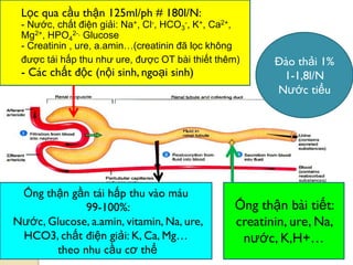 Lọc qua cầu thận 125ml/ph # 180l/N:
- Nƣớc, chất điện giải: Na+, Cl-, HCO3
-, K+, Ca2+,
Mg2+, HPO4
2-, Glucose
- Creatinin , ure, a.amin…(creatinin đã lọc không
đƣợc tái hấp thu nhƣ ure, đƣợc OT bài thiết thêm)
- Các chất độc (nội sinh, ngoại sinh)
Ống thận gần tái hấp thu vào máu
99-100%:
Nƣớc, Glucose, a.amin, vitamin, Na, ure,
HCO3, chất điện giải: K, Ca, Mg…
theo nhu cầu cơ thể
Ống thận bài tiết:
creatinin, ure, Na,
nƣớc, K,H+…
Đào thải 1%
1-1,8l/N
Nƣớc tiểu
 