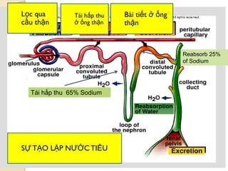 Tái hấp thu 65% Sodium
Reabsorb 25%
of Sodium
Lọc qua
cầu thận
Tái hấp thu
ở ống thận
Bài tiết ở ống
thận
SỰ TẠO LẬP NƢỚC TIỂU
 