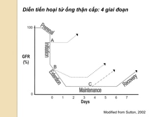 Diễn tiến hoại tử ống thận cấp: 4 giai đoạn
Modified from Sutton, 2002
 