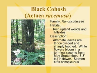 Black Cohosh
(Actaea racemosa)
Family: Ranunculaceae
Habitat:
Rich upland woods and
hillsides
Description:
Alternate leaves are
thrice divided and
sharply toothed. White
flowers bloom in a
terminal raceme from
May-September. 3-8’
tall in flower. Stamen
tufts conspicuous.

 