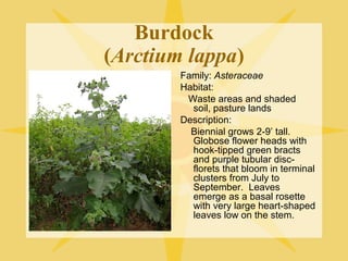 Burdock
(Arctium lappa)
Family: Asteraceae
Habitat:
Waste areas and shaded
soil, pasture lands
Description:
Biennial grows 2-9’ tall.
Globose flower heads with
hook-tipped green bracts
and purple tubular discflorets that bloom in terminal
clusters from July to
September. Leaves
emerge as a basal rosette
with very large heart-shaped
leaves low on the stem.

 