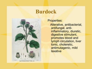 Burdock
Properties:
Alterative, antibacterial,
antifungal, antiinflammatory, diuretic,
digestive stimulant,
promotes blood and
lymph circulation, liver
tonic, choleretic,
antimutagenic, mild
laxative

 