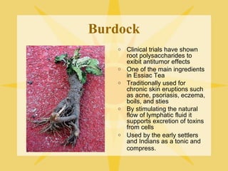 Burdock
o

o
o

o

o

Clinical trials have shown
root polysaccharides to
exibit antitumor effects
One of the main ingredients
in Essiac Tea
Traditionally used for
chronic skin eruptions such
as acne, psoriasis, eczema,
boils, and sties
By stimulating the natural
flow of lymphatic fluid it
supports excretion of toxins
from cells
Used by the early settlers
and Indians as a tonic and
compress.

 