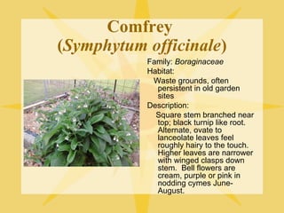 Comfrey
(Symphytum officinale)
Family: Boraginaceae
Habitat:
Waste grounds, often
persistent in old garden
sites
Description:
Square stem branched near
top; black turnip like root.
Alternate, ovate to
lanceolate leaves feel
roughly hairy to the touch.
Higher leaves are narrower
with winged clasps down
stem. Bell flowers are
cream, purple or pink in
nodding cymes JuneAugust.

 