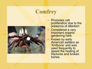 Comfrey
o

o

o

Promotes cell
proliferation due to the
presence of allantoin
Considered a very
important organic
gardening herb
Known by early
American settlers as
‘Knitbone’ and was
used frequently to
speed the healing of
fractures and broken
bones.

 