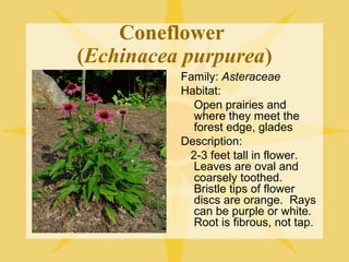 Coneflower
(Echinacea purpurea)
Family: Asteraceae
Habitat:
Open prairies and
where they meet the
forest edge, glades
Description:
2-3 feet tall in flower.
Leaves are oval and
coarsely toothed.
Bristle tips of flower
discs are orange. Rays
can be purple or white.
Root is fibrous, not tap.

 